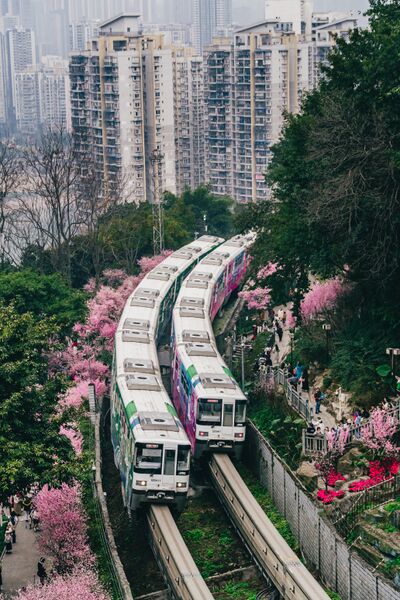 文件:第十三届 春暖花开·花影人间.jpg